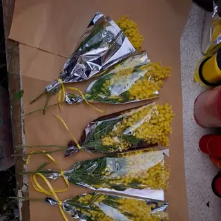 Mimosa solo 5 pacco