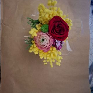 Mimosa ranoncoli cinisio santini