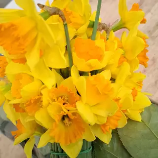 Narciso fiori