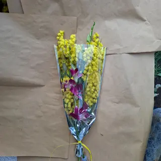 Mimosa horchidea incieme