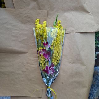 Mimosa horchidea incieme