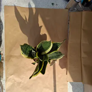 Sansoveria pianta