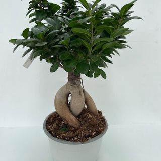 Bonsai Grande