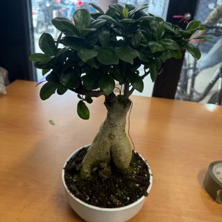 Ficus Bonsai