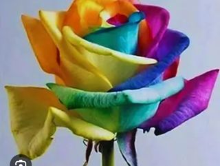 Rosa arcobaleno