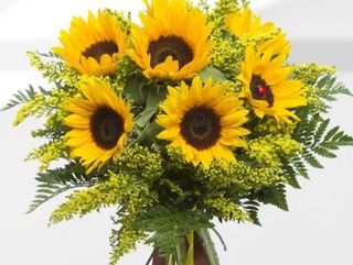 Confezione 7 girasoli