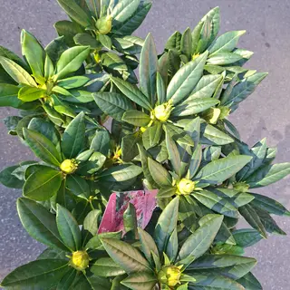 Rhododendron