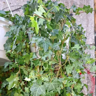 Edera gerande