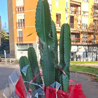 Cactus Grande