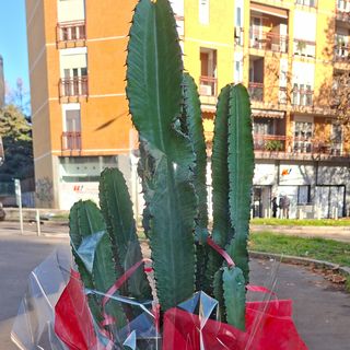 Cactus  Grande
