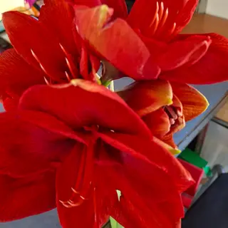 Amarilis