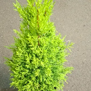 Pino
