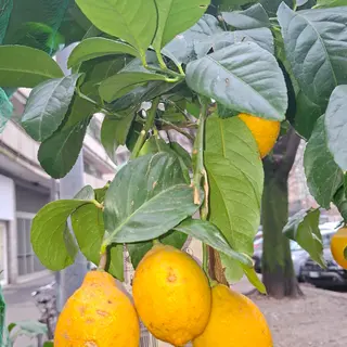 Limone