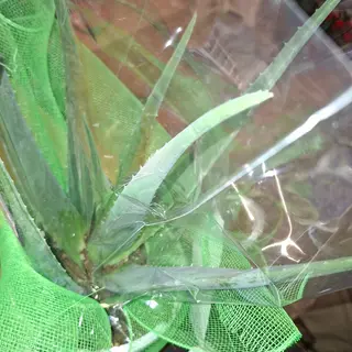 Alea