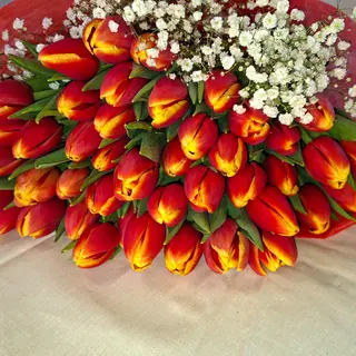 Tulipani 51