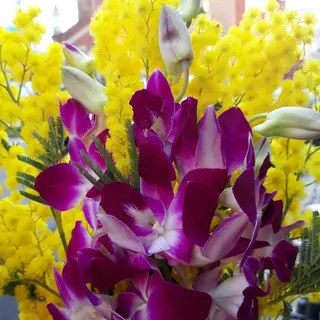 Mimosa con orchid