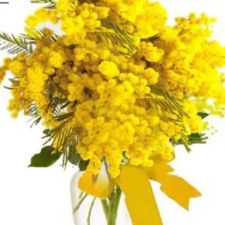 Mimosa
