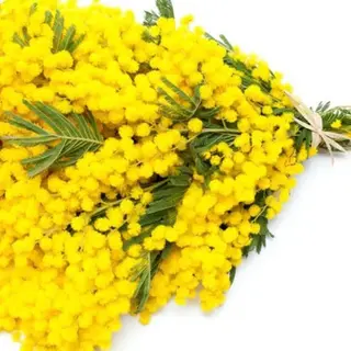 Mimosa
