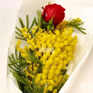Rose con mimosa