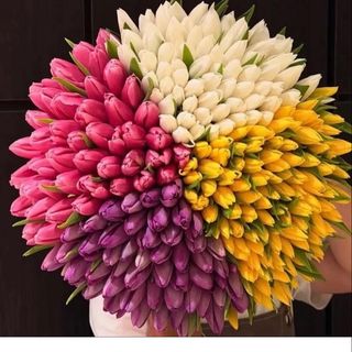 random four color tulip