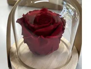 Una stabilizzati rosa veri con transparent glass