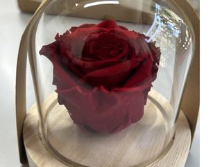 Una stabilizzati rosa veri con transparent glass