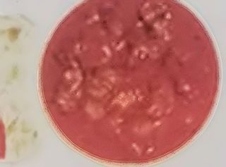 Agnello al curry con pane