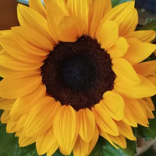 Girasole
