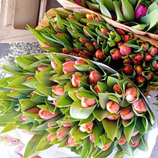 Tulipani
