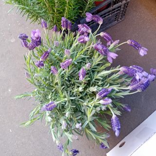 Lavanda