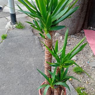 Yucca