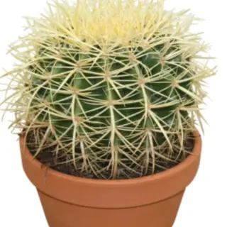 Pianta grassa