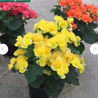 Piante Begonia
