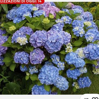 Piante ortensia