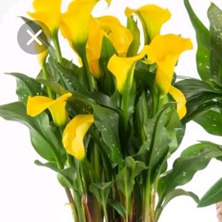 Piante calla
