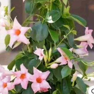 Piante dipladenia