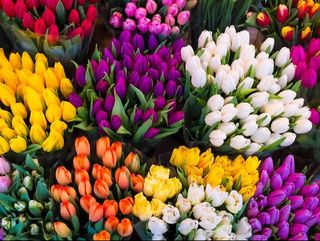 tulipani mixto colore