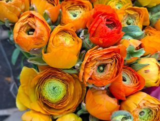 Ranuncoli di arancione 50 pezzi