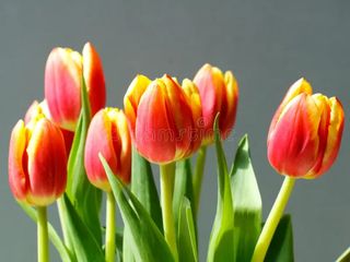 tulipani bicolore colore