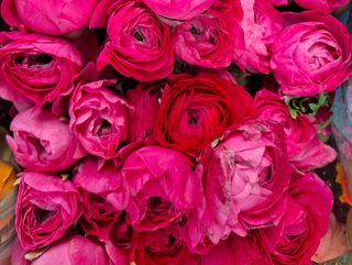 Ranuncoli di fucsia 20 pezzi