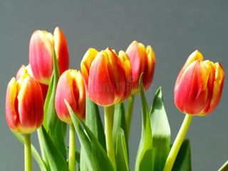 tulipani bicolore