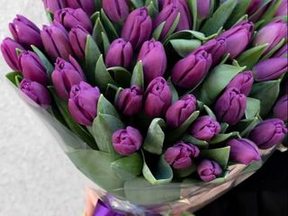 tulipani viola colore