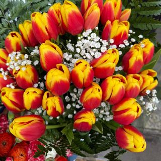 tulipani bicolori con cisofila