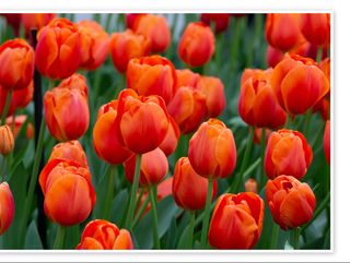 tulipani arncione colore