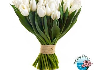 tulipani bianco