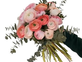 ranuncoli colonia mixto