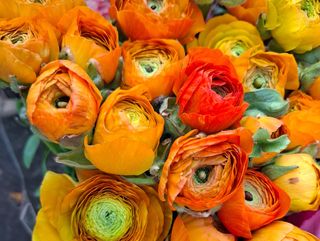 Fiori di ranuncoli normale arancione 10 pezzi