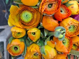 Ranuncoli di arancione 20 pezzi