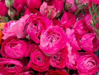 Ranuncoli di fucsia 50 pezzi