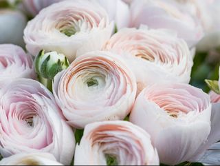 ranuncoli clruosaonia